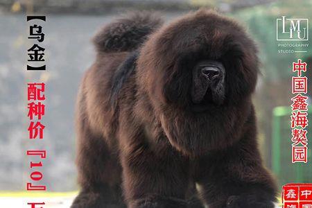 领航犬是什么品种