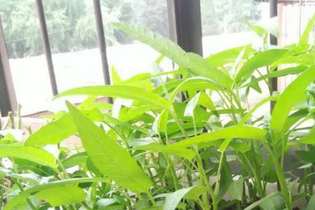 水培空心菜可以降亚硝酸盐吗