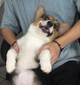 为什么柴犬比柯基贵