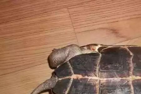 巴西龟最贵的品种