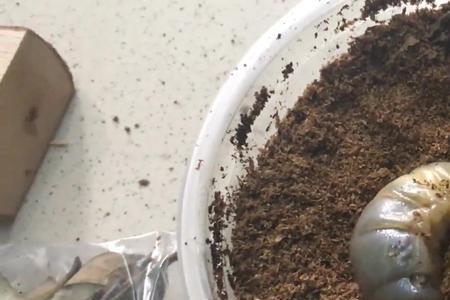 独角仙的幼虫最多多久成年
