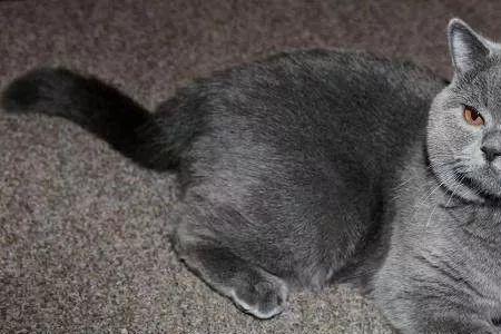 为什么猫只能说一只猫