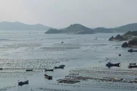黄鰤鱼分几种