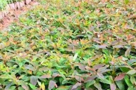 怎样区分26号和29号桉树苗