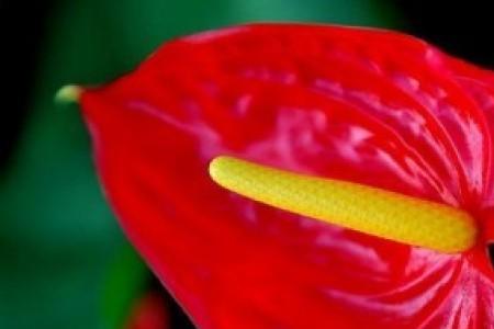梦幻红掌花语和寓意