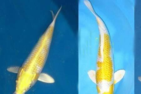 锦鲤花纹可以修吗