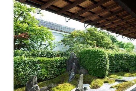 日式庭院长得高的植物