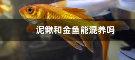 鳜鱼喂泥鳅好还是金鱼好