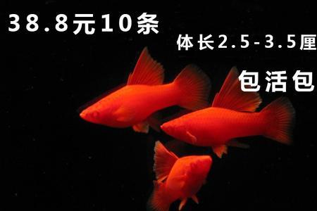 红箭鱼跟埃及神仙鱼可以混养吗