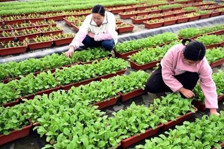 秋季八月十号适合种植什么菜