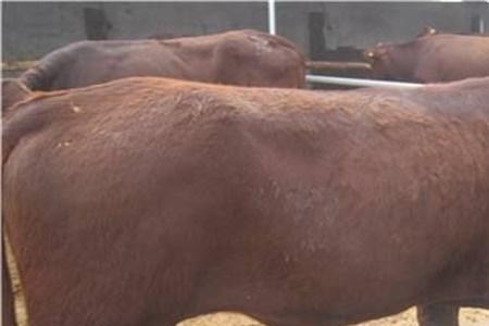 肉牛采食量标准表