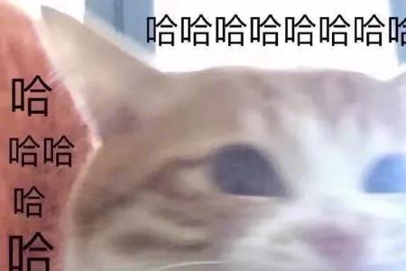 抖音那个哈哈哈的歌叫啥