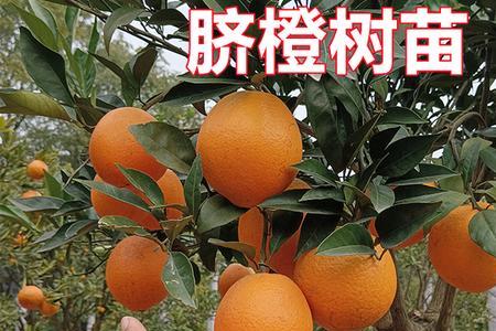 赣南脐橙树可以长多高