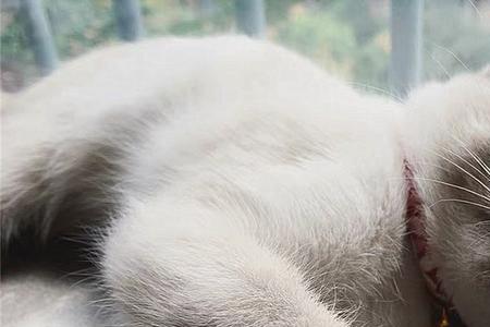 猫咪戴项圈为什么挠脖子