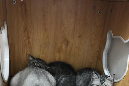 求猫咪领养的朋友圈