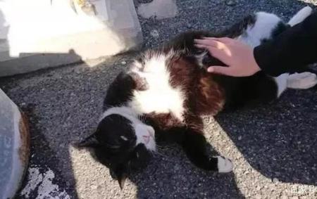 奶牛猫怕人怎么办