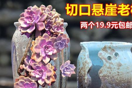 紫乐配什么颜色花盆好看