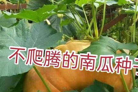 无蔓南瓜新品种