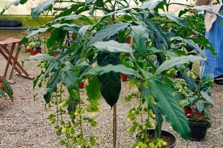 垂丝茉莉地栽可以长成树吗