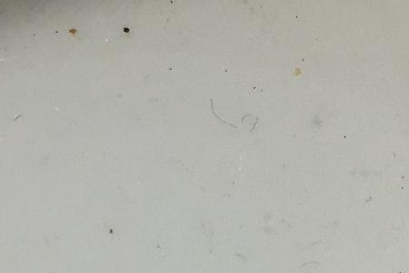 黄色床单招虫子吗