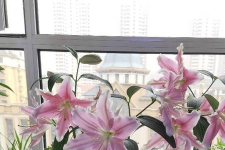 百合花养殖能开几季