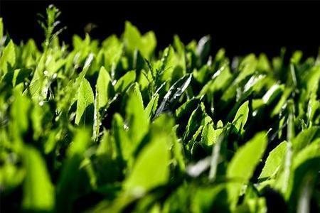 洛阳附近哪有野苋菜