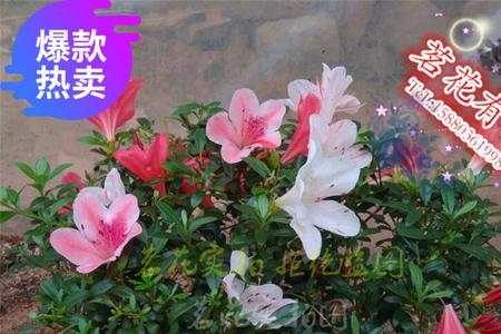杜鹃花大叶的好还是小叶的好