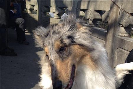 苏格兰牧羊犬分什么系