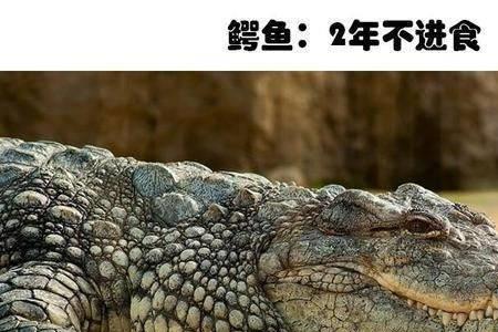 哪个动物拥有最强的酸