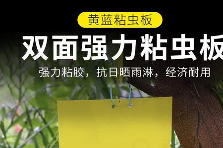 双面粘虫板什么时间挂好