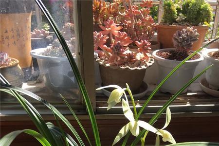 大雪素兰花两苗可以留花吗
