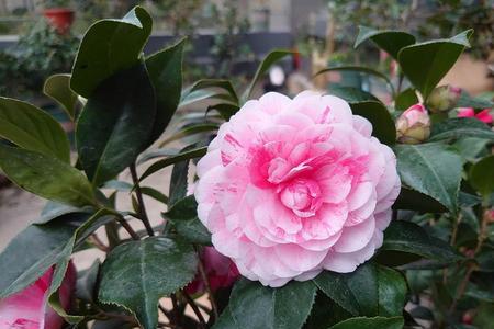 五彩赤丹茶花怎么施肥