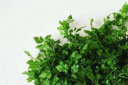 沈阳立秋后种什么菜合适