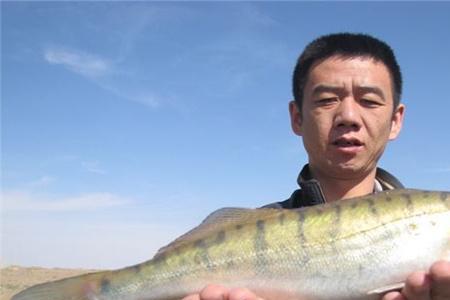 超市淡水鱼的温度多少合适