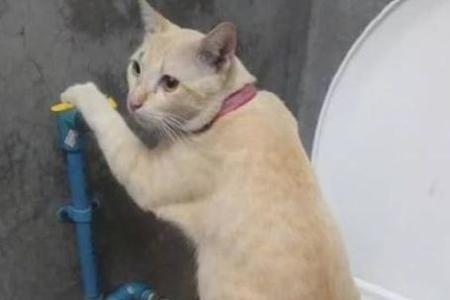 猫咪的尿液为啥和油一样