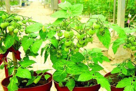 盆栽西红柿放屋外面晒可以吗