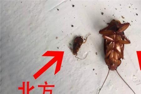比蟑螂小的是什么虫子
