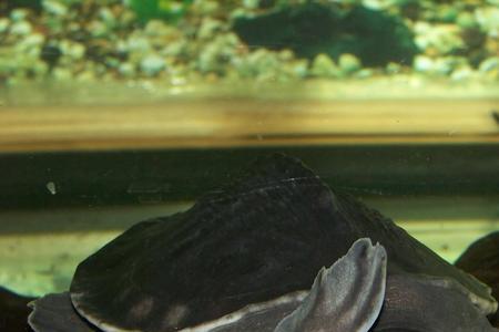 猪鼻龟漂浮是什么原因