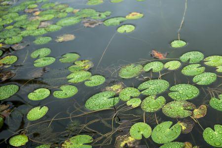 浮萍叶子发黑