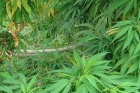 火麻国内可以种植吗