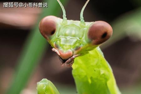 螳螂猜三个数字