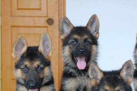 上海可以养什么护卫犬