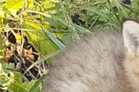 野猫生的小猫崽能养吗
