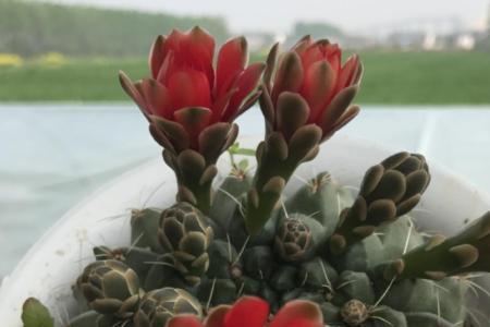 绯花玉种子出苗后怎么办