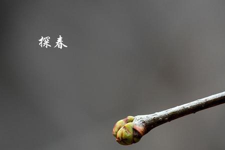 一什么花骨朵儿