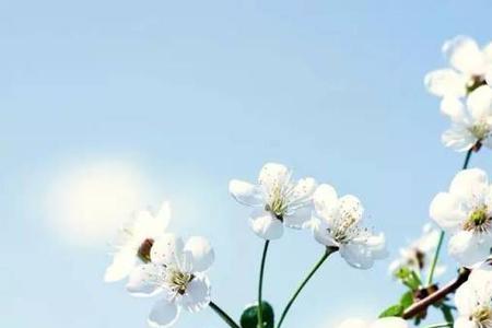 梨花的同义词