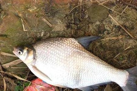 水深2米多如何钓鳊鱼