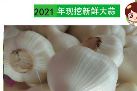 新鲜嫩蒜几月份下来