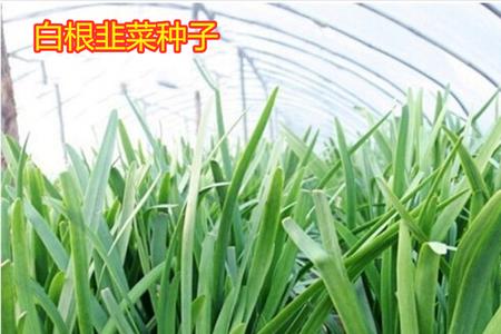 育苗盘育韭菜苗技术