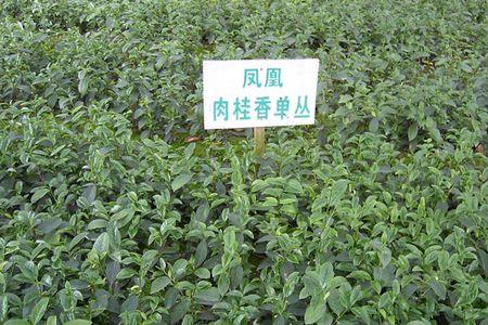 茶叶的周长是多厘米